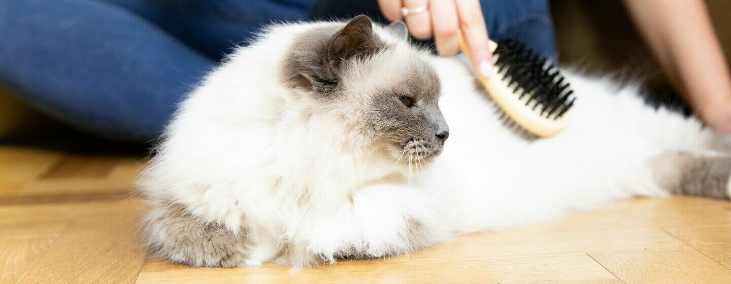 Les pertes de poils ou pelade chez le chat Purina
